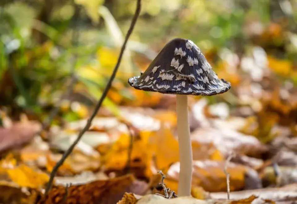 autumn